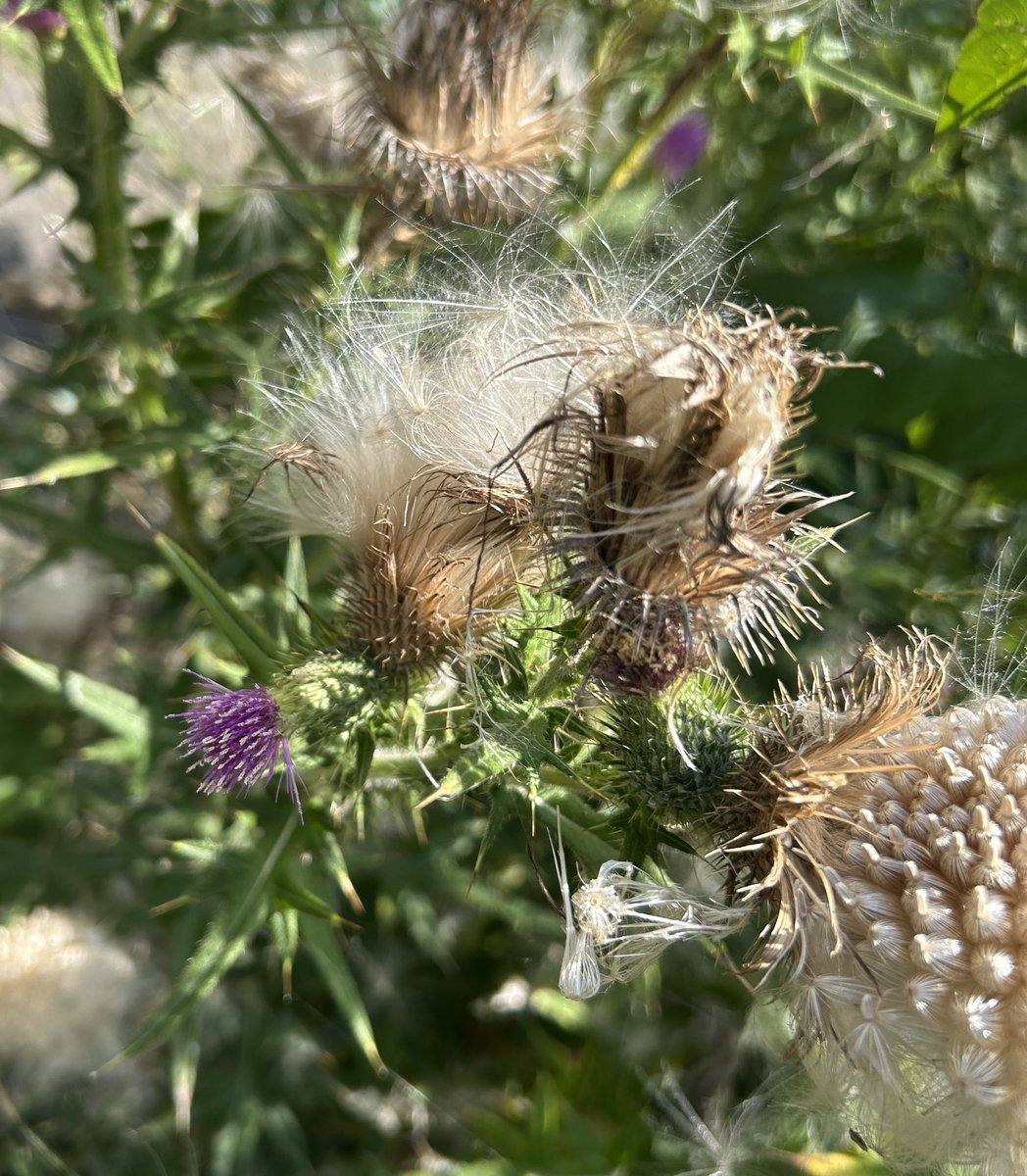 バイオ科の学生たちは
夏休み、満喫してるかな？🌻🤗

先日、道ばたでアザミの綿毛を発見！
こんなに大きいなんて👀 タンポポの3倍くらいあるかも🦁
ふわふわモコモコ膨らんでいて、見た瞬間、
フライパンで一気に弾けるポップコーンを連想しちゃいました🍿

#アザミの綿毛 #もう秋の気配