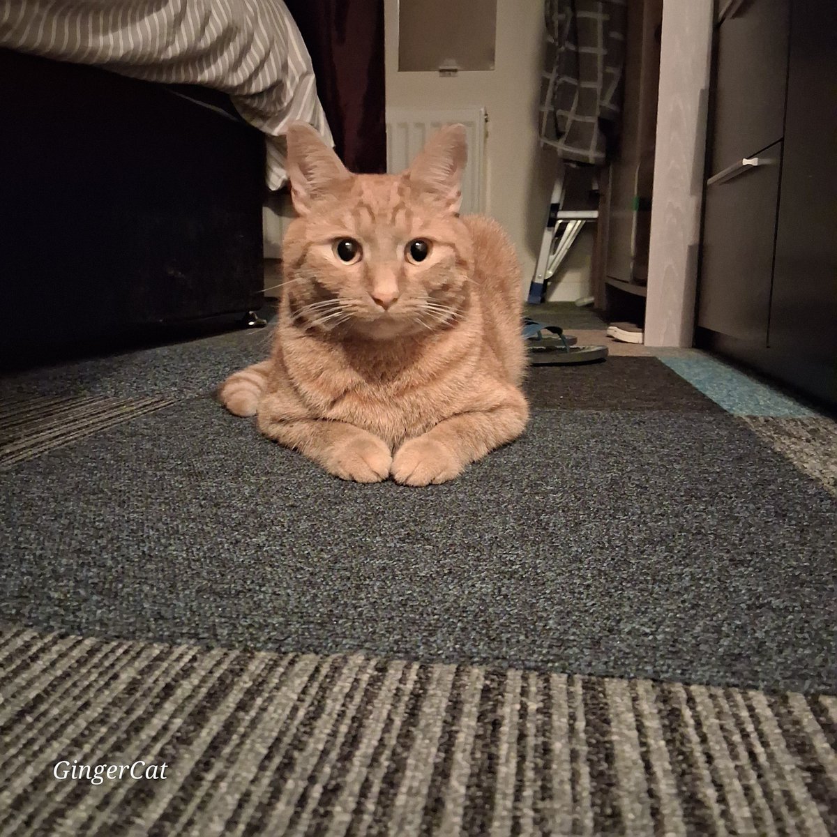 ✨️ Happy Monday Everyone ✨️

#Buddy waiting patiently for his breakfast is a rare moment in our house 😸🧡

#Cats 
#CatsAreFamily