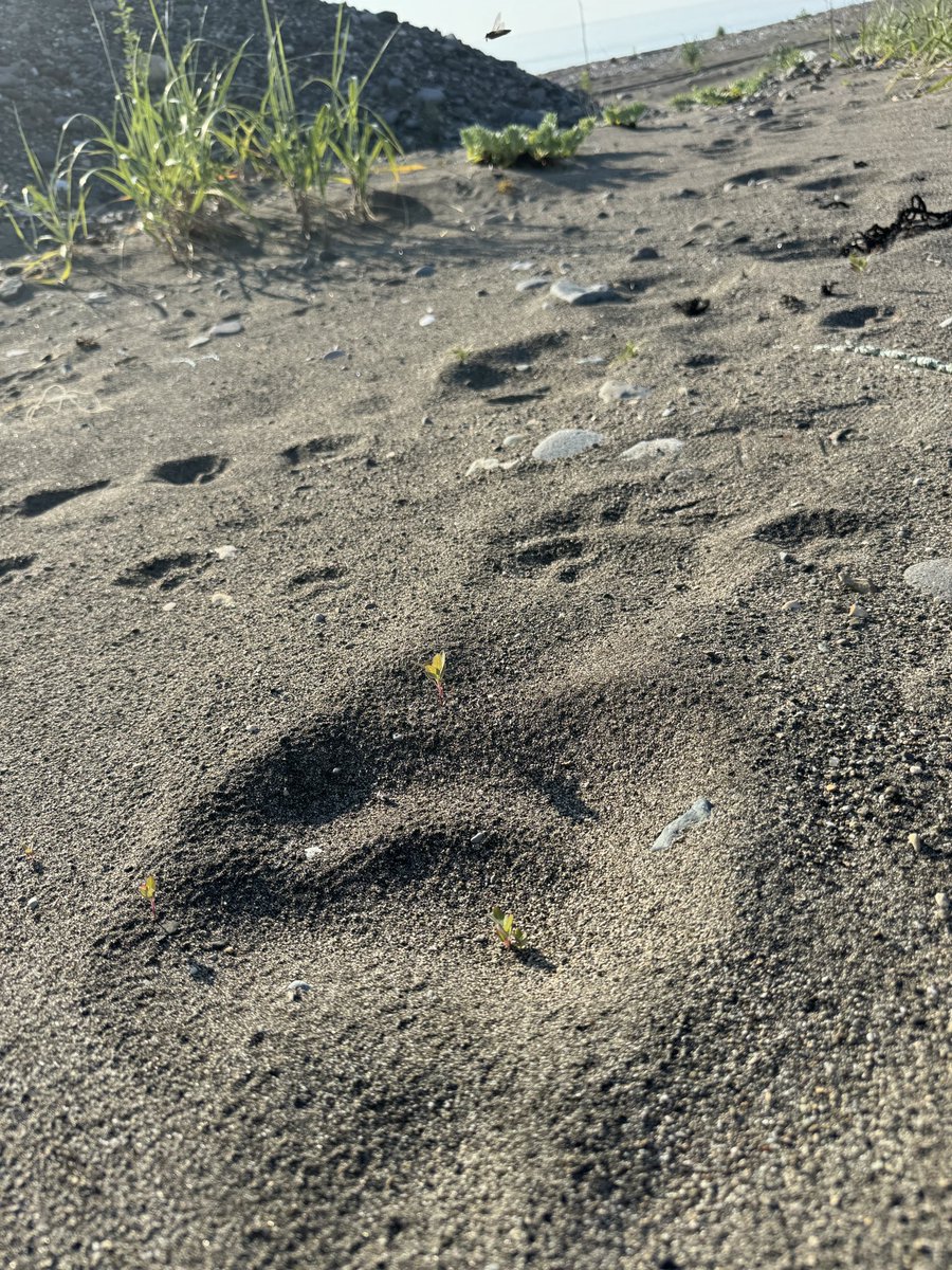 フキが硬くなり、海岸線を歩くヒグマ。
打ち上がったトドなどを探しているのだろうか。
福島町で新聞配達員が亡くなった痛ましい事故の後もヒグマの出没は止まらず、ゴミも荒らされている。
痕跡をきちんと追える、有事の際の抑止力たりうる人材が必要。
これ以上の犠牲を許してはならない。
#ヒグマ