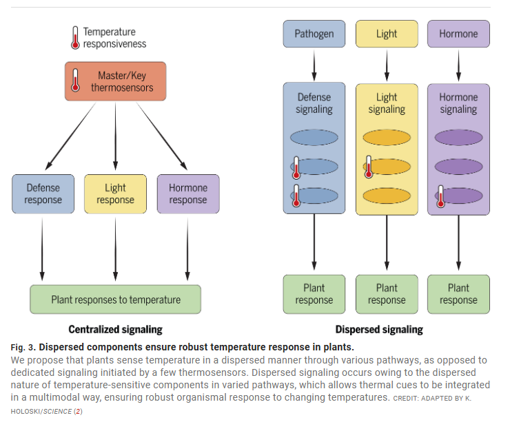 MonashBiol's tweet image. What do we know and understand about how plants respond to temperature? Avilash Singh Yadav and co-authors review existing knowledge
science.org/doi/full/10.11…