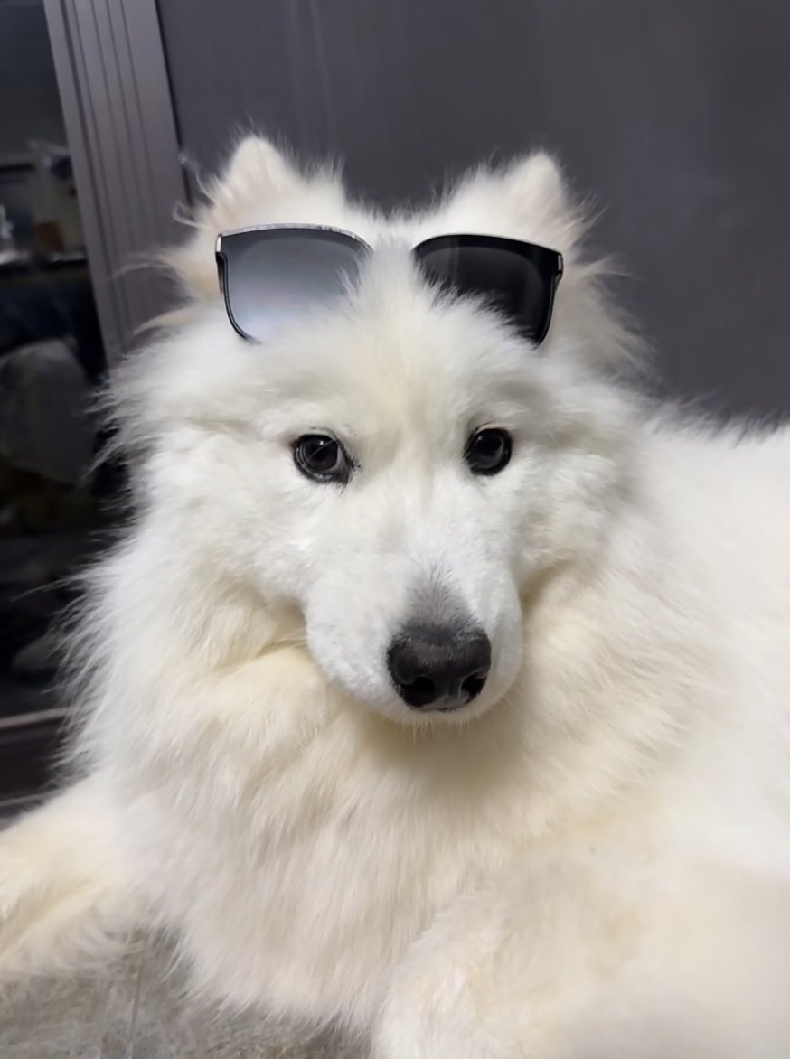 phu_as_samoyed's tweet image. 🕶
#PHUTATCHAI