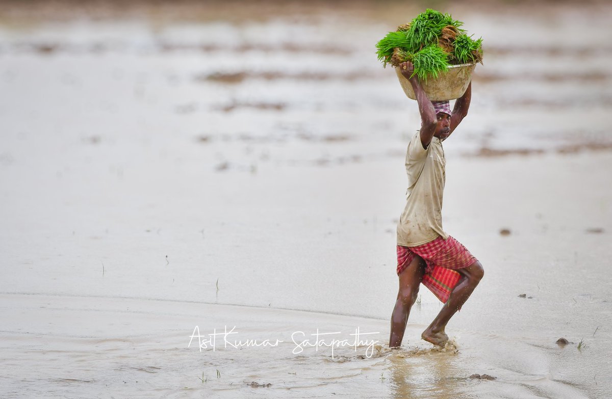 Asitkumar_AK's tweet photo. Steps of a farmer #farmerlife #plantingseason #ricefarming #paddyfield #sustainableagriculture #agriculture #farmtotable #rurallife #growyourownfood #nature #farmingcommunity #nikonphotography #agriculturalphotography #photojournalism #photojournalistslife https://t.co/JOBC3VHoeo