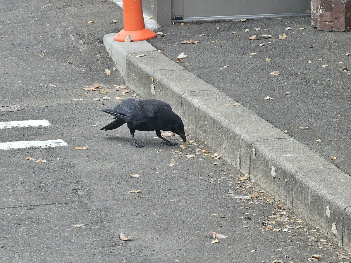946946ku's tweet image. カラスさんありがとうございます。

日々のお掃除お疲れ様です。

 #カラス  #マイマイガ