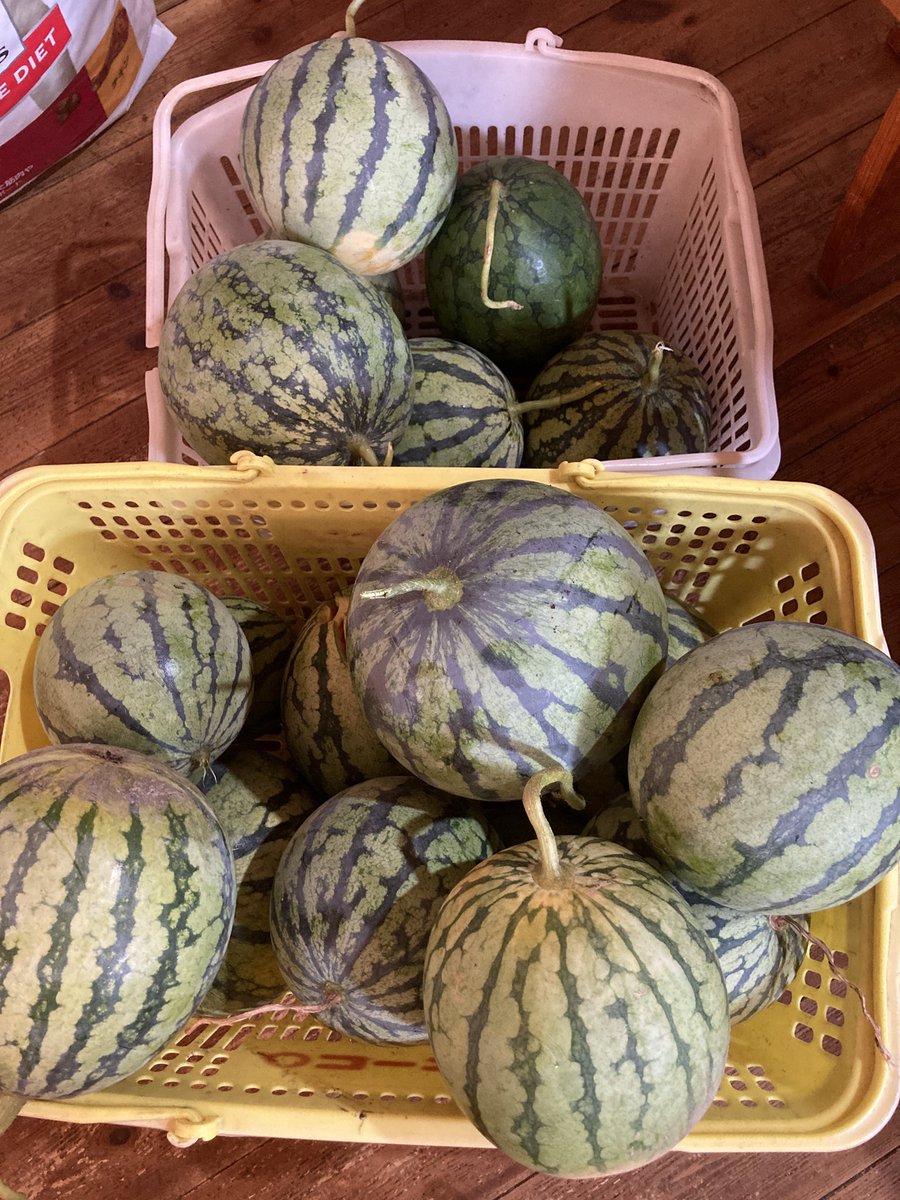 ltd_tocoto's tweet photo. ほったらかしにしてた畑…雑草の中で育った小玉スイカ🍉
2回目の収穫と3回目の収穫　
#小玉スイカ　#スイカ栽培 #無農薬無肥料　#家庭菜園 https://t.co/8UE8xlKgKU
