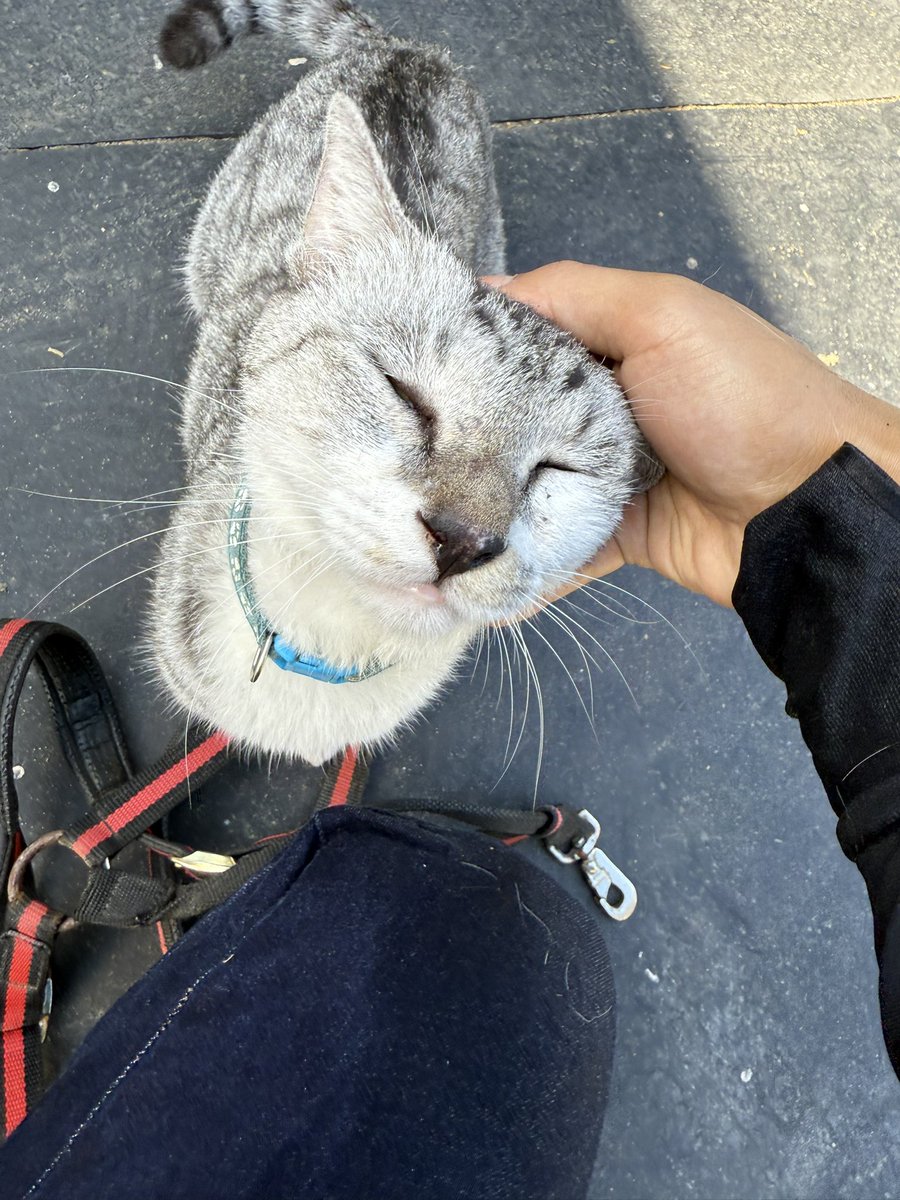 船橋開催初日です🐴

本日は5頭出走します。

1R ザセントラル号
5R ノブアンドマックス号
　　テンタイカンソク号
6R リノレーヴ号
9R サーブザミッション号

応援よろしくお願いします✨

おねだりに来た源ちゃんです😻