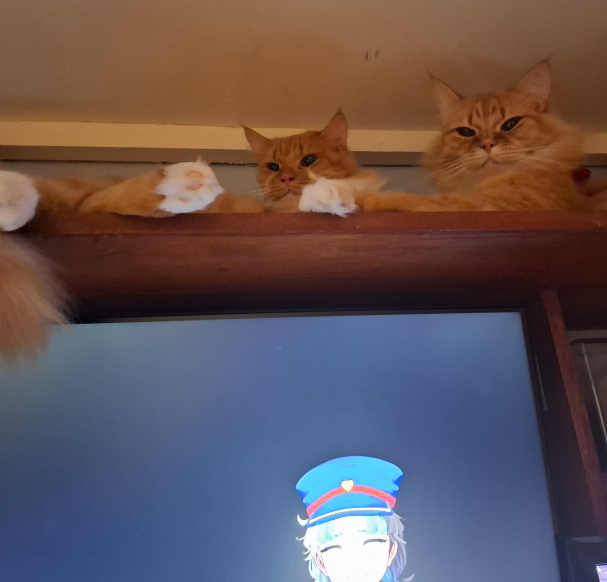 OrionMintVT's tweet image. They just watch from up here while I stream