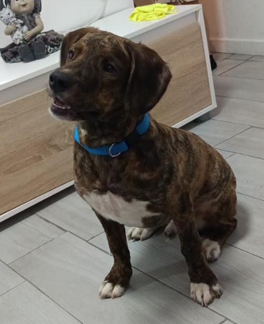 SilviaMylo's tweet image. Tiene solo seis meses y aunque está acogido dicen que no lo pueden tener 💔
Fue rescatado junto a su mamá de una situación terrible, rompe el corazón esa carita, pero como no es de raza nadie pregunta por él 😢 😞 💔
Será medianito 🙏
Barcelona
609324350