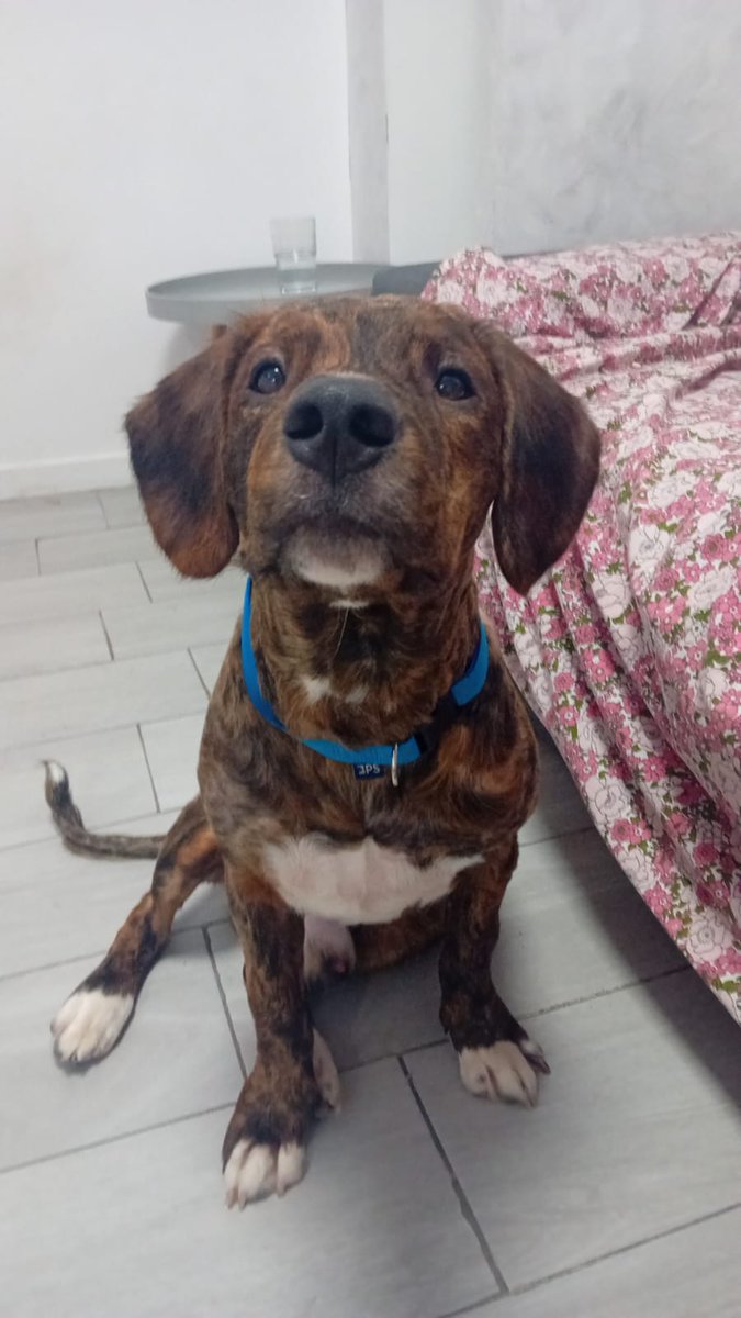 SilviaMylo's tweet image. Tiene solo seis meses y aunque está acogido dicen que no lo pueden tener 💔
Fue rescatado junto a su mamá de una situación terrible, rompe el corazón esa carita, pero como no es de raza nadie pregunta por él 😢 😞 💔
Será medianito 🙏
Barcelona
609324350