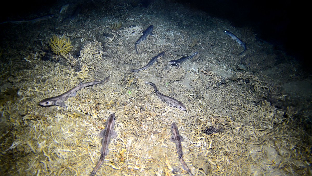 Instituto Español de Oceanografía (@ieooceanografia) on Twitter photo Un equipo científico del <a href="/ICMCSIC/">ICM-CSIC</a> e #IEO_CSIC han detectado niveles elevados de mercurio en un tiburón del Mediterráneo occidental.
🔗 tinyurl.com/mu3uad7u
#MEDITS #FEMPA #EMFAF Un equipo científico del <a href="/ICMCSIC/">ICM-CSIC</a> e #IEO_CSIC han detectado niveles elevados de mercurio en un tiburón del Mediterráneo occidental.
🔗 tinyurl.com/mu3uad7u
#MEDITS #FEMPA #EMFAF