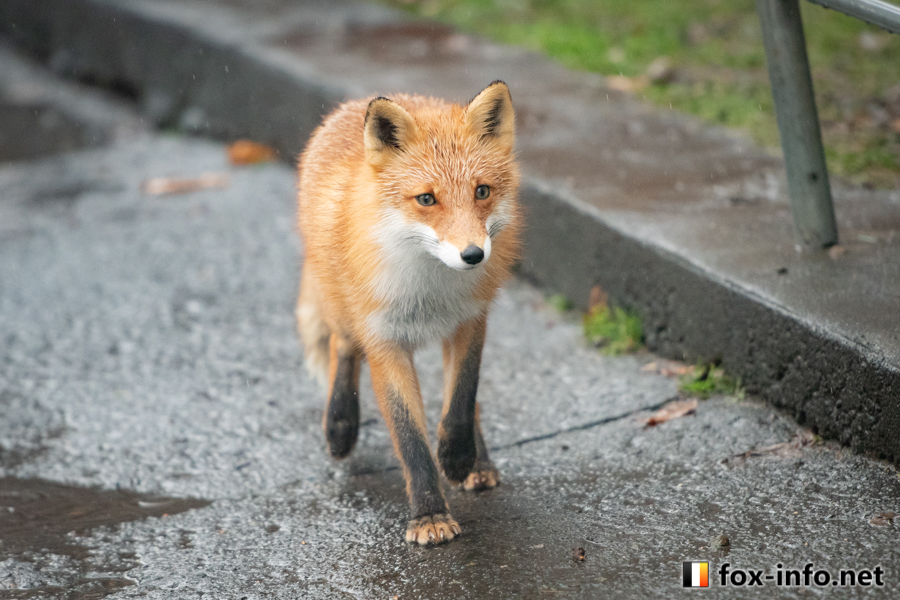 fox_info_net's tweet image. 雨で毛がツンツン
 #北きつね牧場 fox-info.net/fox-photo/arch…