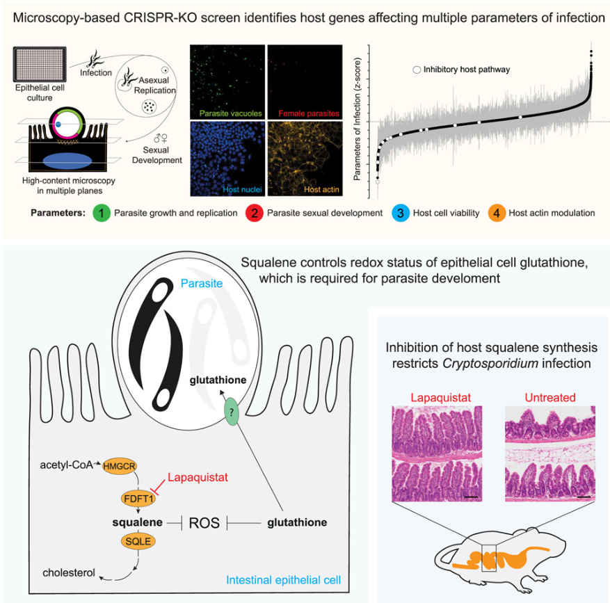 Dylan Ryan (@ryanlab_mbu) on Twitter photo 🔊Last weeks #immunometabolism discoveries <a href="/Bims_BiomedNews/">Bims: Biomed News</a> ⬇️⬇️⬇️
biomed.news/bims-imicid/20…
A large and varied collection this week (1/n)
The essential host genome for Cryptosporidium survival exposes metabolic dependencies that can be leveraged for treatment 🔊Last weeks #immunometabolism discoveries <a href="/Bims_BiomedNews/">Bims: Biomed News</a> ⬇️⬇️⬇️
biomed.news/bims-imicid/20…
A large and varied collection this week (1/n)
The essential host genome for Cryptosporidium survival exposes metabolic dependencies that can be leveraged for treatment
