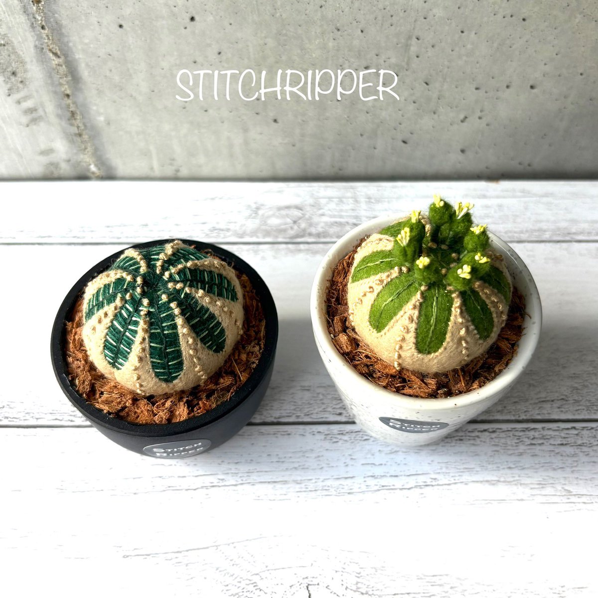 StitchripperD's tweet image. 🌵木質化オベサ2鉢もビカクシダやウツボカズラと一緒に梱包して発送しました
香川県の文遊館さんで開催中のイベントに8月から出展させていただきます
《文遊館の昆虫と植物展》 @bunyuukan
開催期間 : 7/19日(土)~8/31(日)
#euphorbia #obesa #フェイクグリーン #fakegreen