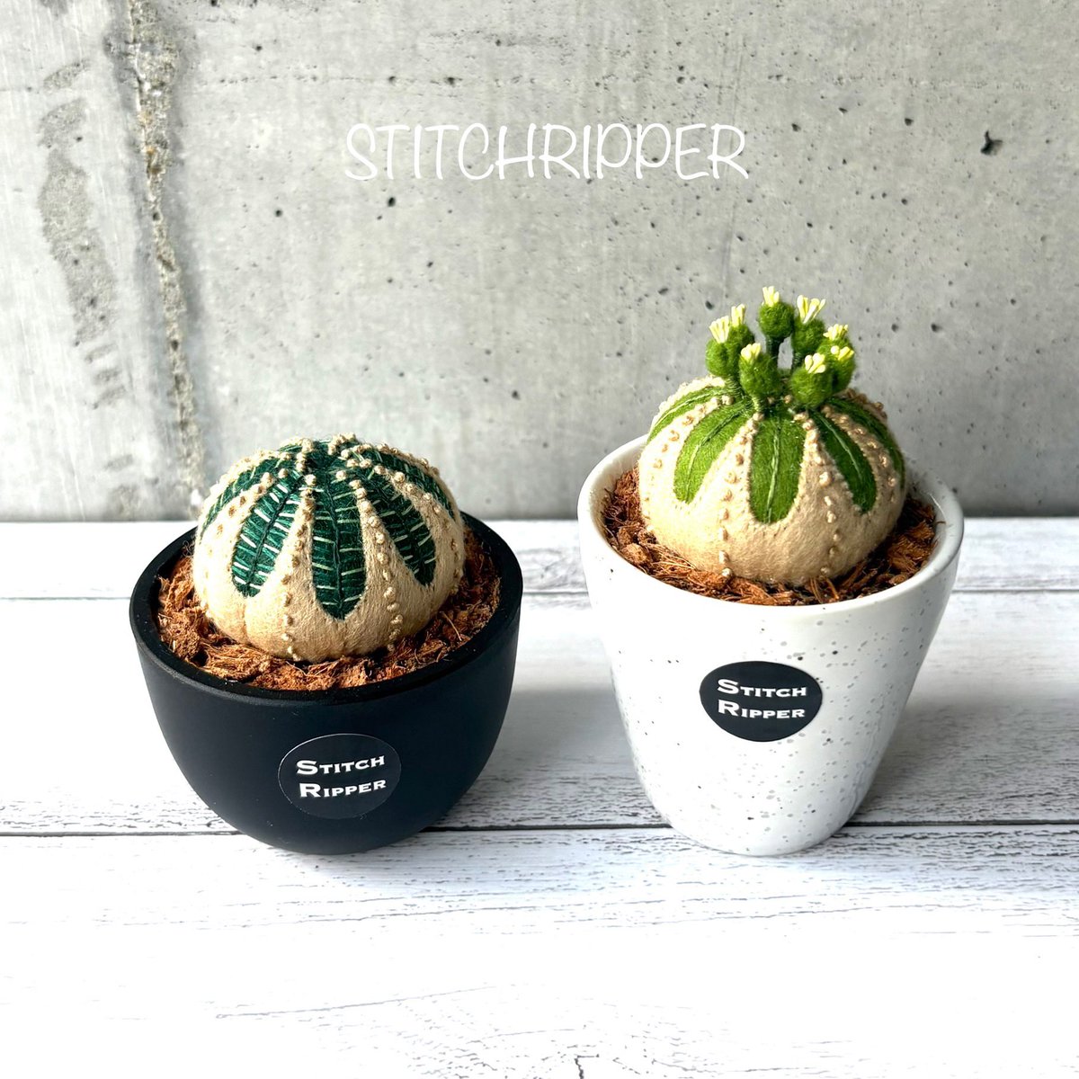 StitchripperD's tweet image. 🌵木質化オベサ2鉢もビカクシダやウツボカズラと一緒に梱包して発送しました
香川県の文遊館さんで開催中のイベントに8月から出展させていただきます
《文遊館の昆虫と植物展》 @bunyuukan
開催期間 : 7/19日(土)~8/31(日)
#euphorbia #obesa #フェイクグリーン #fakegreen