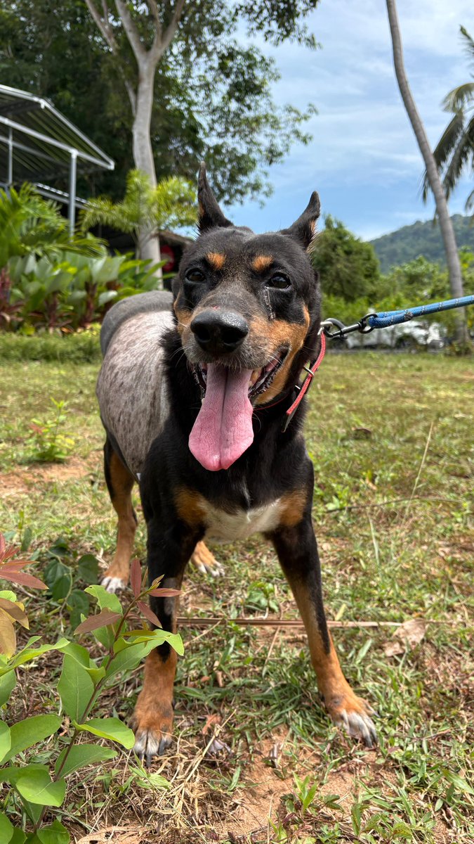 It’s been a very tough month for Jada both physically and mentally. 

To see her today walking freely is a thing of beauty. The next part of the journey will just take time. 

A very good and brave girl 🙏🥰 (8/8)