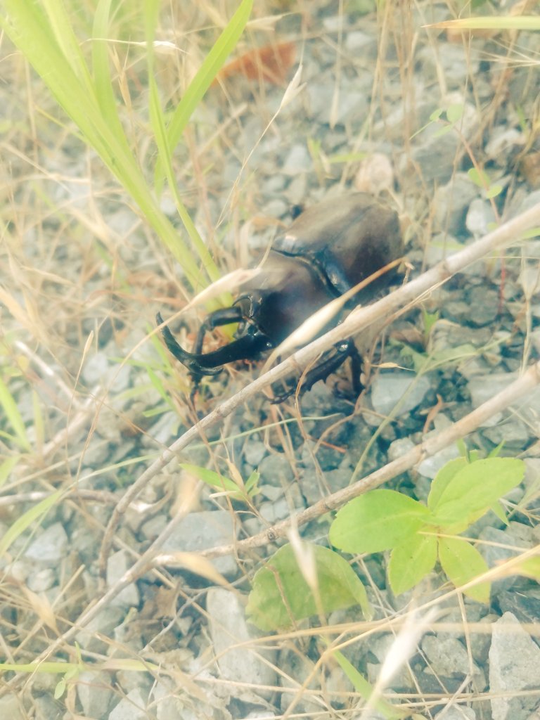 M_Durian_T's tweet image. あ！やせいの
カブトムシが  とびだしてきた！