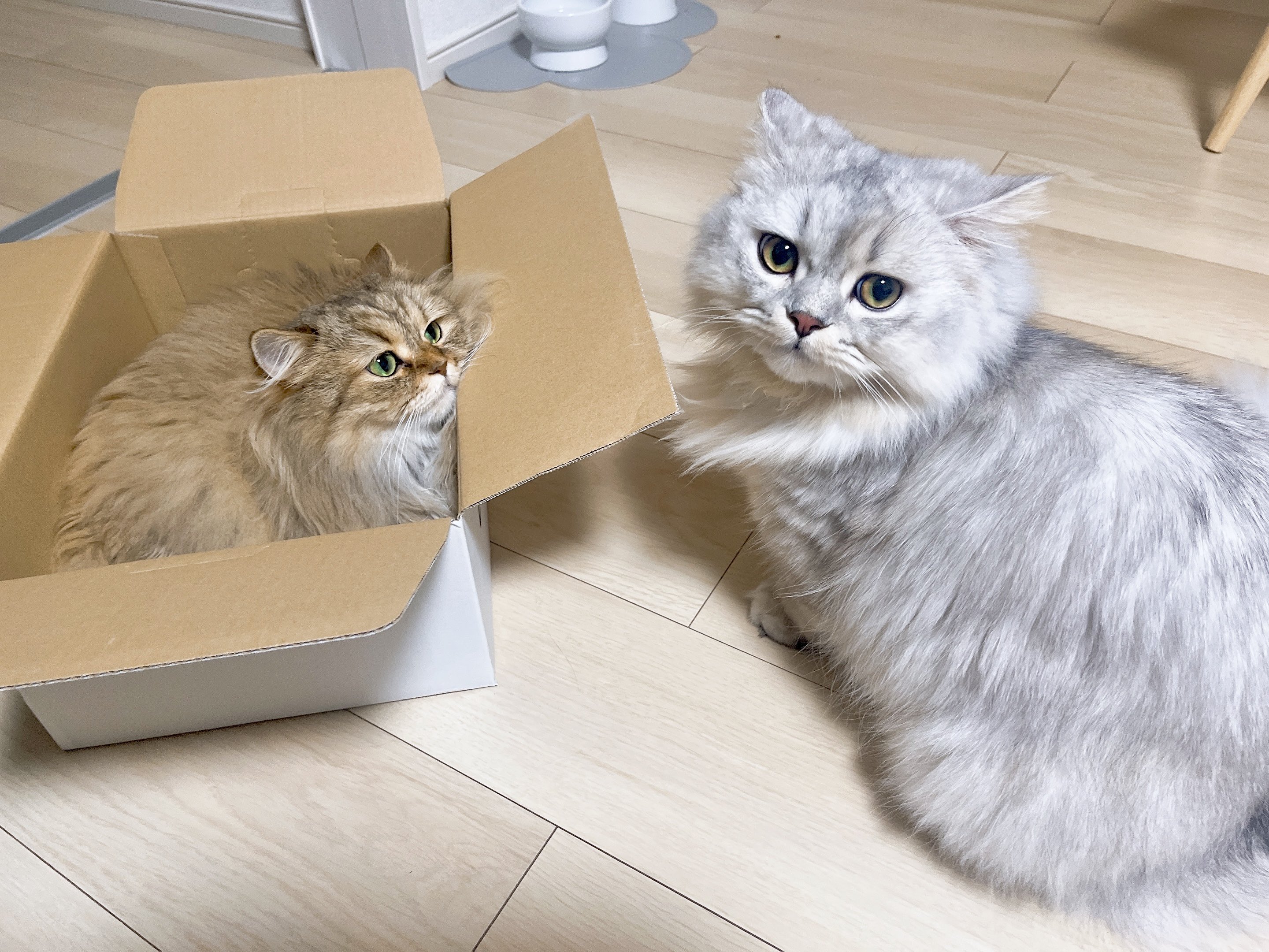 ねこページ♡ おこげ🐾サイベリアン on X: 