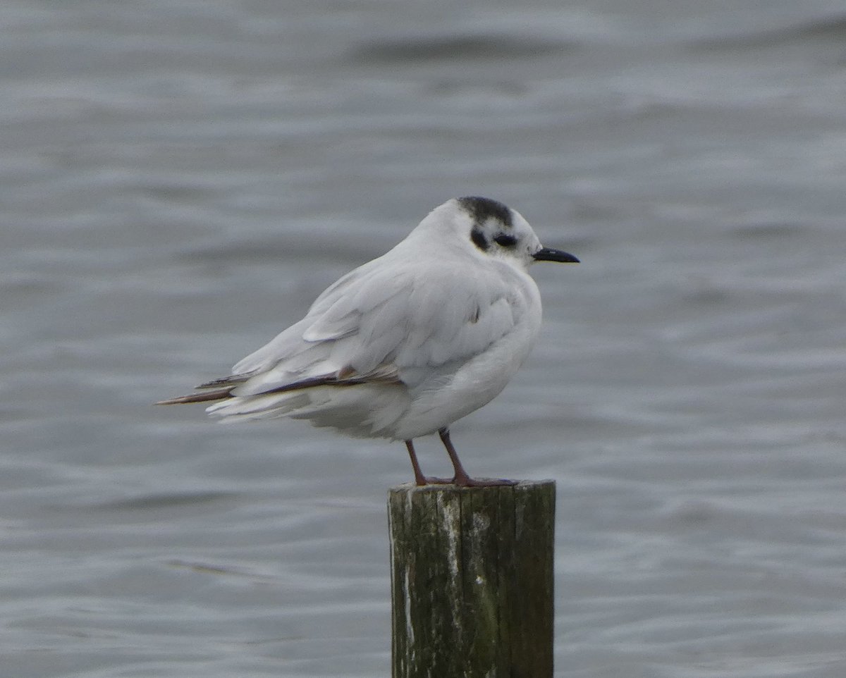Steve Groves (@swannerysteve) on Twitter photo Still 2 (2cy) Little Gulls this am… 1 looking quite smart now. 2 or 3 Black-tailed Godwits, 3+ Dunlin & a smattering of Lapwings & Common Sandpipers between myself, <a href="/Joe_stockwell/">Joe Stockwell</a> & <a href="/CWPhoto11/">Charlie Wheeler Photography</a>. 1 or 2 (Juv) Yellow-legged Gulls at the weekend. <a href="/kbutler1978/">kevin butler</a> <a href="/DorsetBirdClub/">Dorset Bird Club</a> Still 2 (2cy) Little Gulls this am… 1 looking quite smart now. 2 or 3 Black-tailed Godwits, 3+ Dunlin & a smattering of Lapwings & Common Sandpipers between myself, <a href="/Joe_stockwell/">Joe Stockwell</a> & <a href="/CWPhoto11/">Charlie Wheeler Photography</a>. 1 or 2 (Juv) Yellow-legged Gulls at the weekend. <a href="/kbutler1978/">kevin butler</a> <a href="/DorsetBirdClub/">Dorset Bird Club</a>