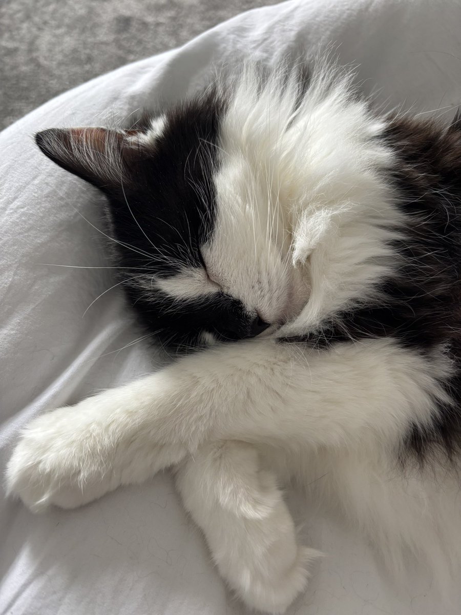 LizzieLabour's tweet image. Sleeping angel… who is exhausted after jumping on the bed at 3.30am for cuddles #CatsOfTwitter