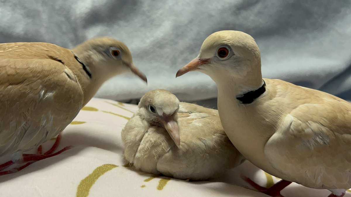 20140128spr's tweet image. 実はうちの鳩夫婦の間に卵が出来、
数週間前に孵化しまして
すくすく成長しております☺️
名前は橅ぽ（ブナポ）
子育て場所のシートを替えた際に
場所移動したらいい親子写真撮れました🫶
かわいい　ほんとかわいい！