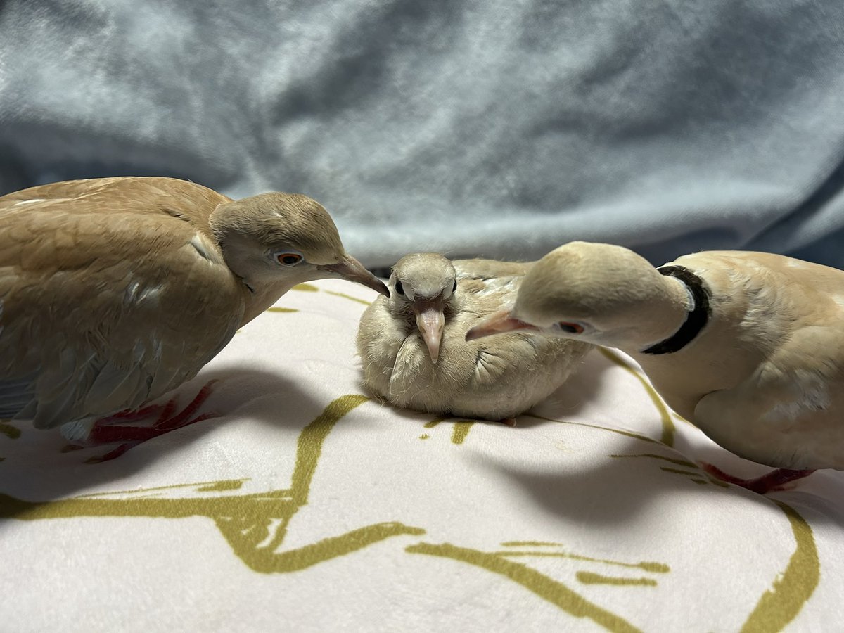 20140128spr's tweet image. 実はうちの鳩夫婦の間に卵が出来、
数週間前に孵化しまして
すくすく成長しております☺️
名前は橅ぽ（ブナポ）
子育て場所のシートを替えた際に
場所移動したらいい親子写真撮れました🫶
かわいい　ほんとかわいい！