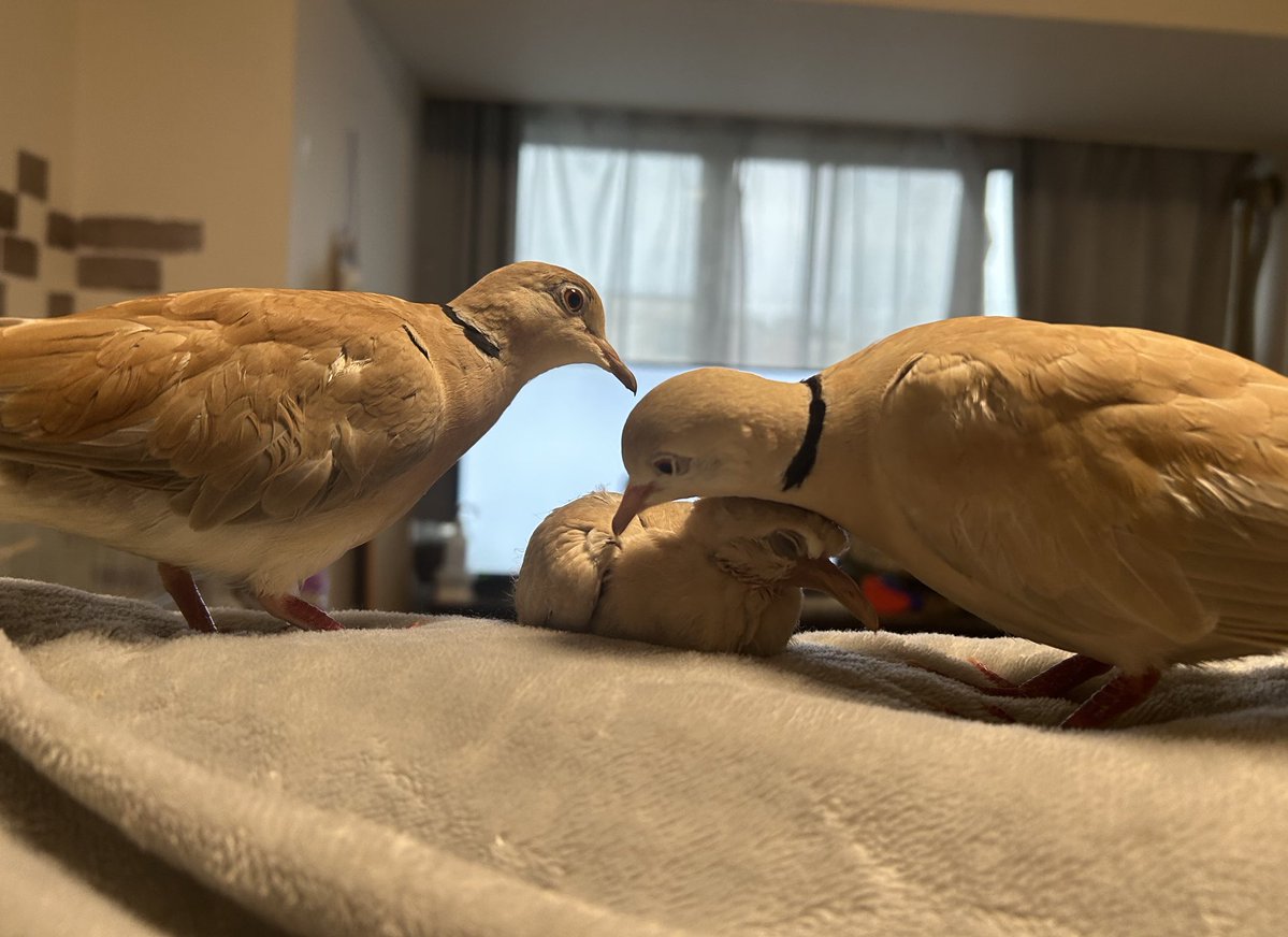 20140128spr's tweet image. 実はうちの鳩夫婦の間に卵が出来、
数週間前に孵化しまして
すくすく成長しております☺️
名前は橅ぽ（ブナポ）
子育て場所のシートを替えた際に
場所移動したらいい親子写真撮れました🫶
かわいい　ほんとかわいい！