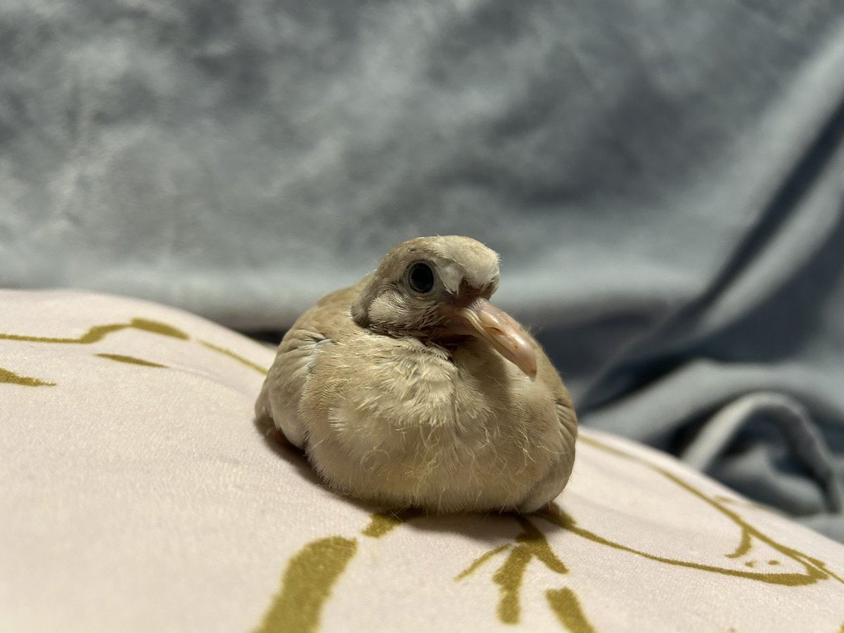 20140128spr's tweet image. 実はうちの鳩夫婦の間に卵が出来、
数週間前に孵化しまして
すくすく成長しております☺️
名前は橅ぽ（ブナポ）
子育て場所のシートを替えた際に
場所移動したらいい親子写真撮れました🫶
かわいい　ほんとかわいい！
