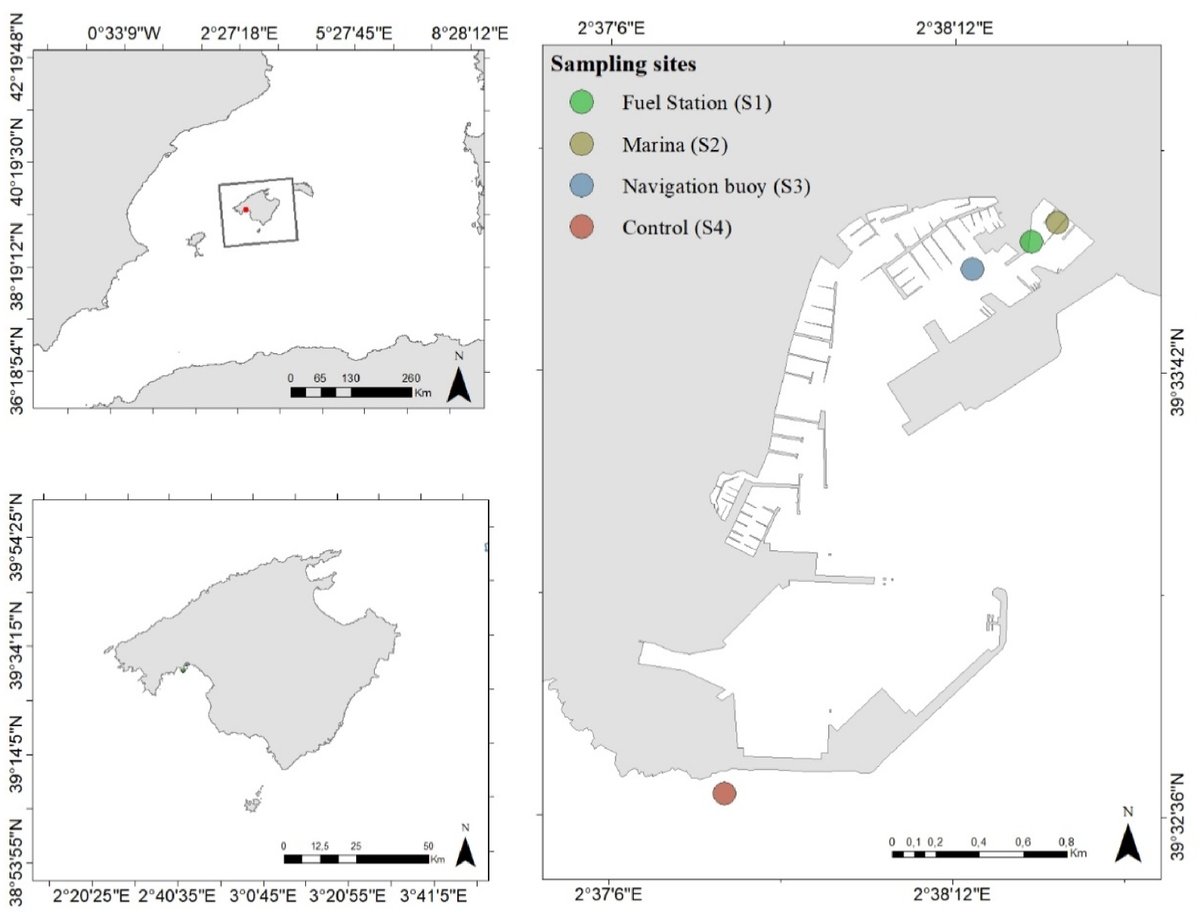 🗞️ #IEO_Baleares_Publication &amp; <a href="/IEOVigo/">IEO Vigo</a> ➡️ 'Are mussels accumulating trace metals and microplastics in port facilities?'

ba.ieo.es/es/ultimas-pub…