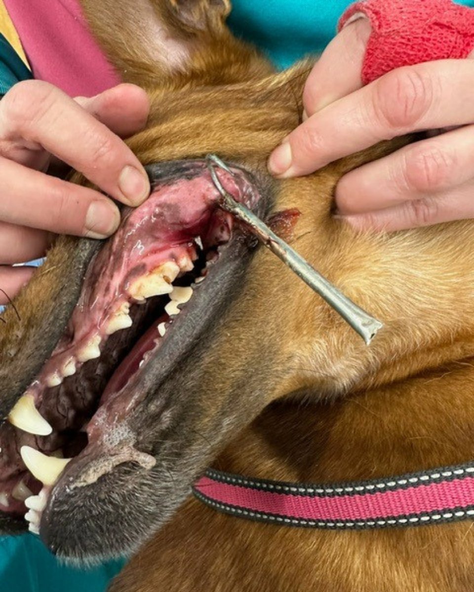 Two-year-old Bryn needed emergency treatment after a large fishhook got stuck in his mouth during a walk! 🎣  

Thanks to the quick actions of his owners, Paul and Susan, and the Sheffield PDSA Pet Hospital team, the hook was safely removed. Bryn has since made a full recovery ❤️