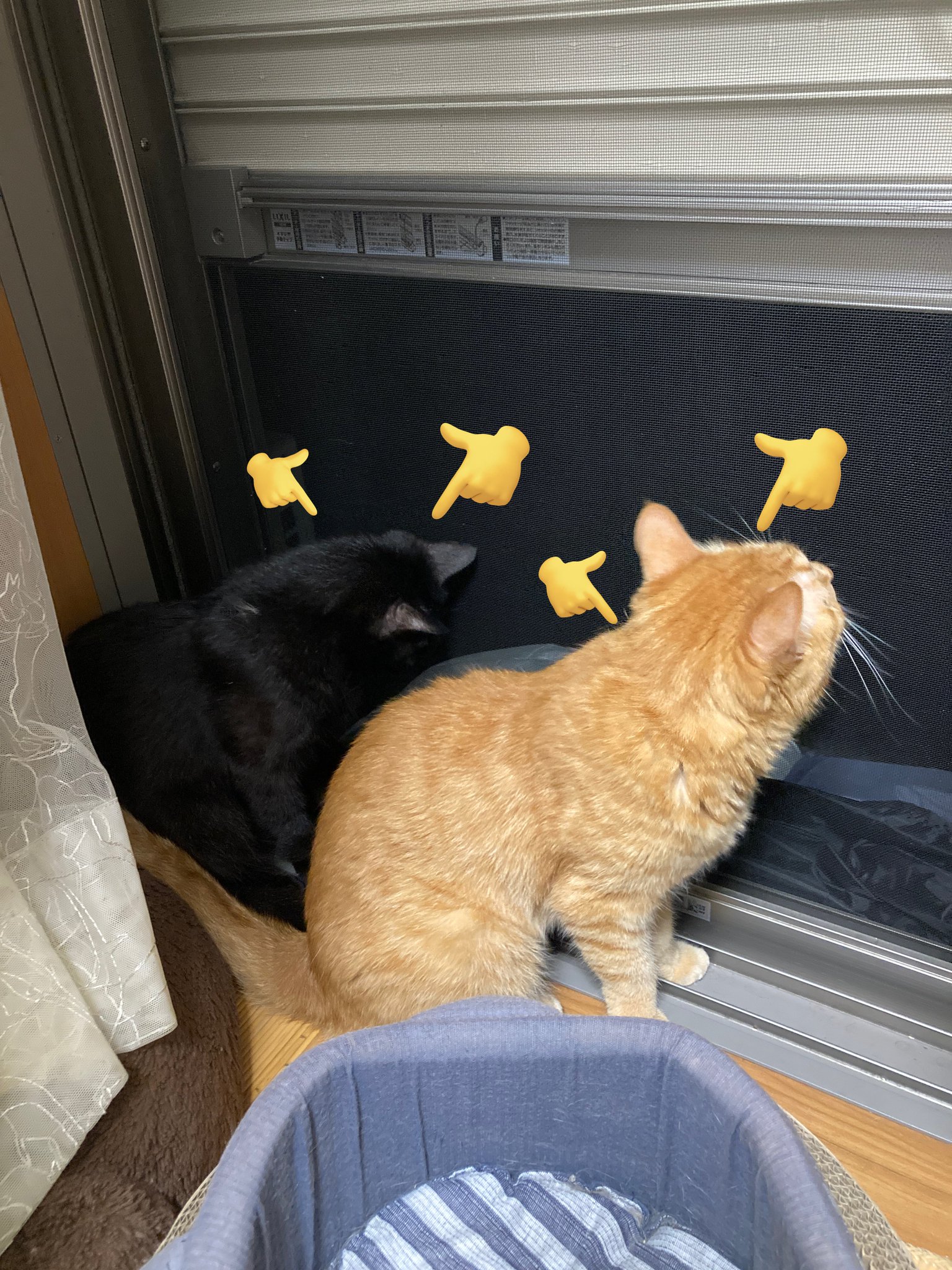 自分が思う最高の猫画 お米(よね)@YZF-R15&Z125 on X: 