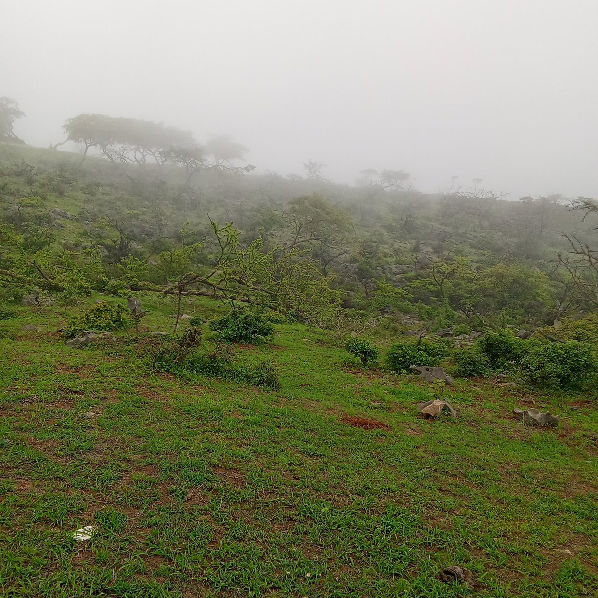 كنزور #مسابقه_عين_خريف_ظفار