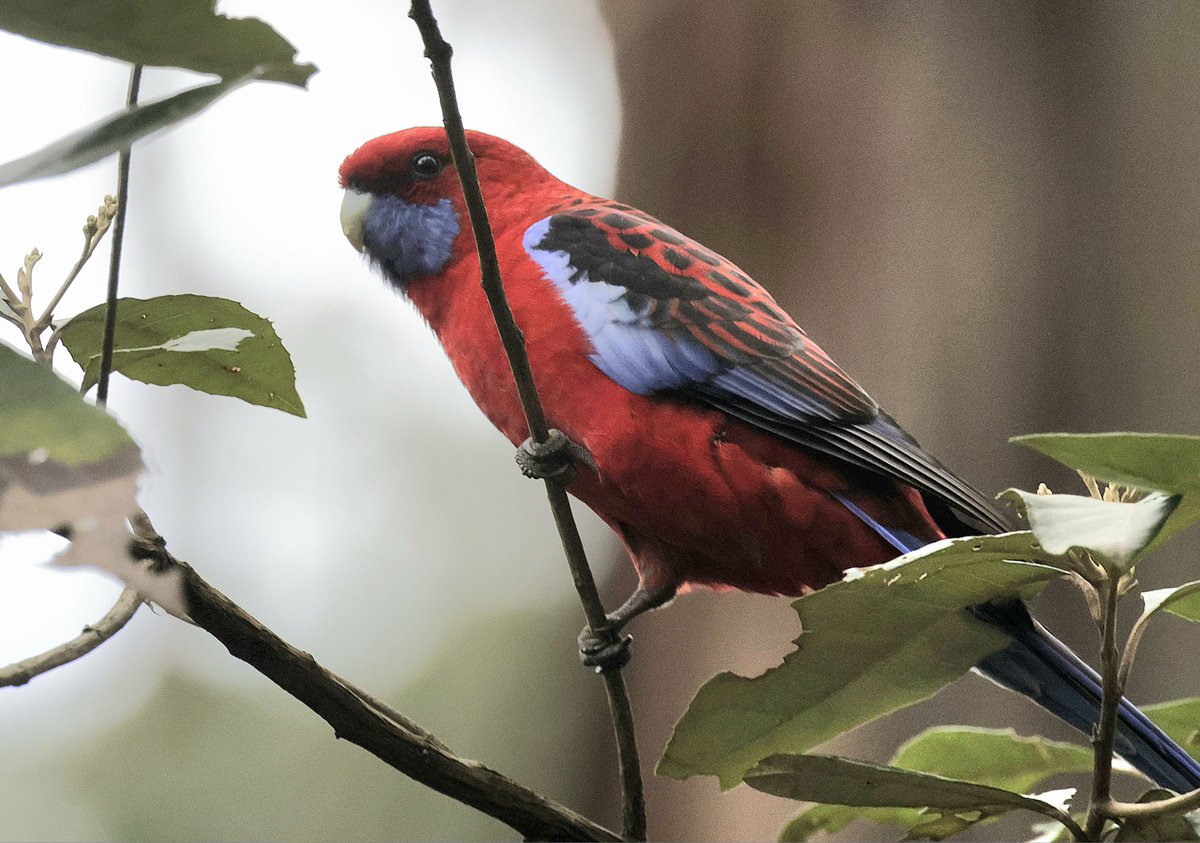 PhilNovis's tweet image. Crimson Rosella, Melbourne,  Victoria,  Australia