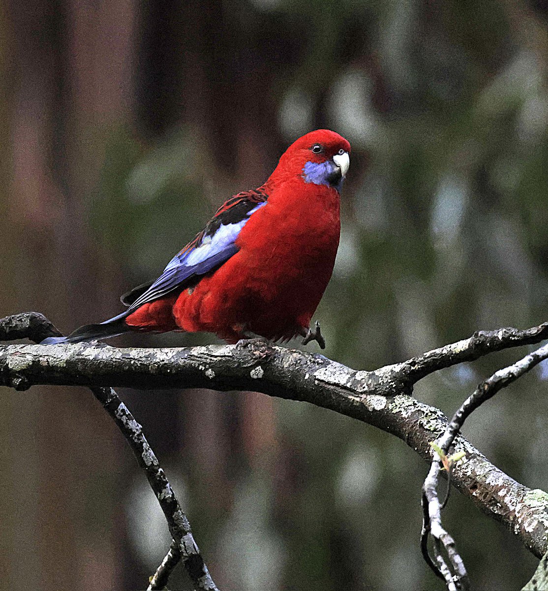 PhilNovis's tweet image. Crimson Rosella, Melbourne,  Victoria,  Australia