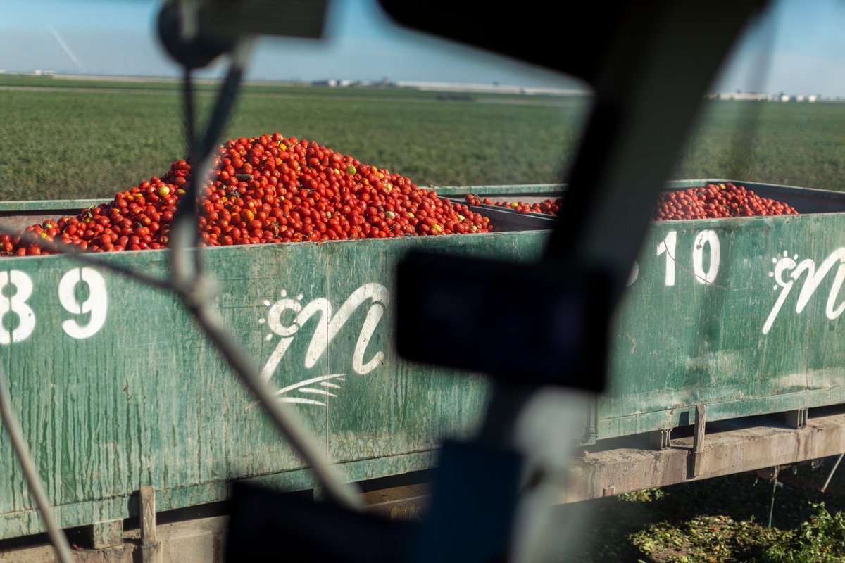 🍅Iniciamos la campaña de tomate 2025

🛢️La pasada semana comenzamos una nueva campaña de producción de concentrado, un producto que es el resultado del esfuerzo entre campo e industria, del compromiso con la calidad y de la confianza depositada por clientes de todo el mundo.