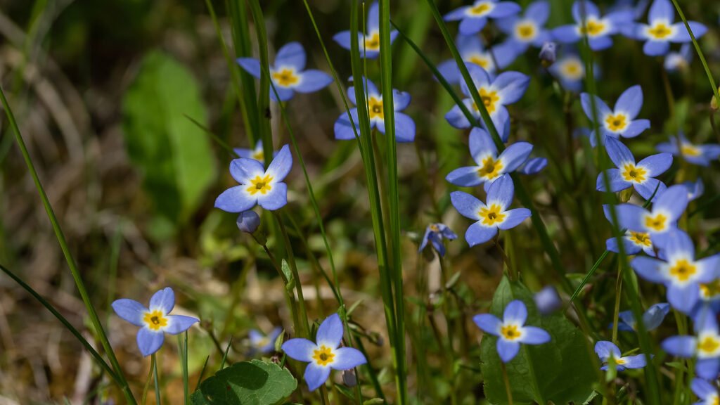 rondet_eric's tweet image. « Allez, allez, ô jeunes filles,
Cueillir des bluets dans les blés ! » 
(Victor Hugo)
📸 (« Hedyotis, commonly called Bluets. »)