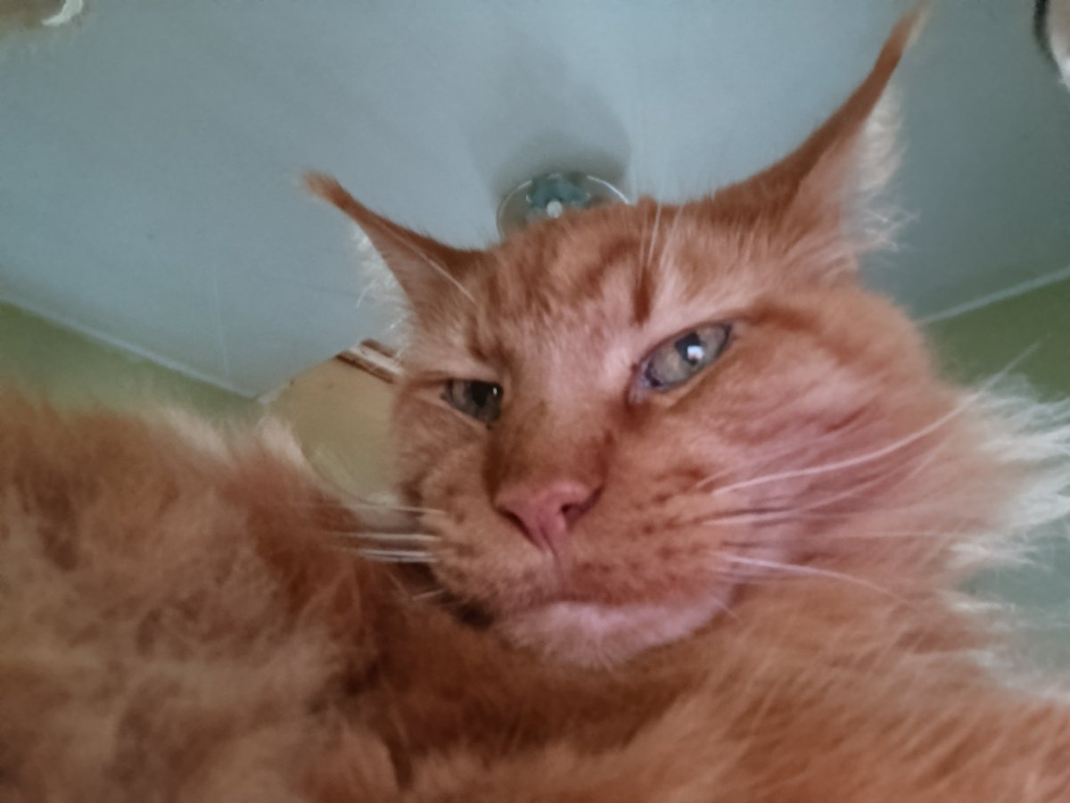 GoslingUA's tweet image. Спекотно котику😼 :(