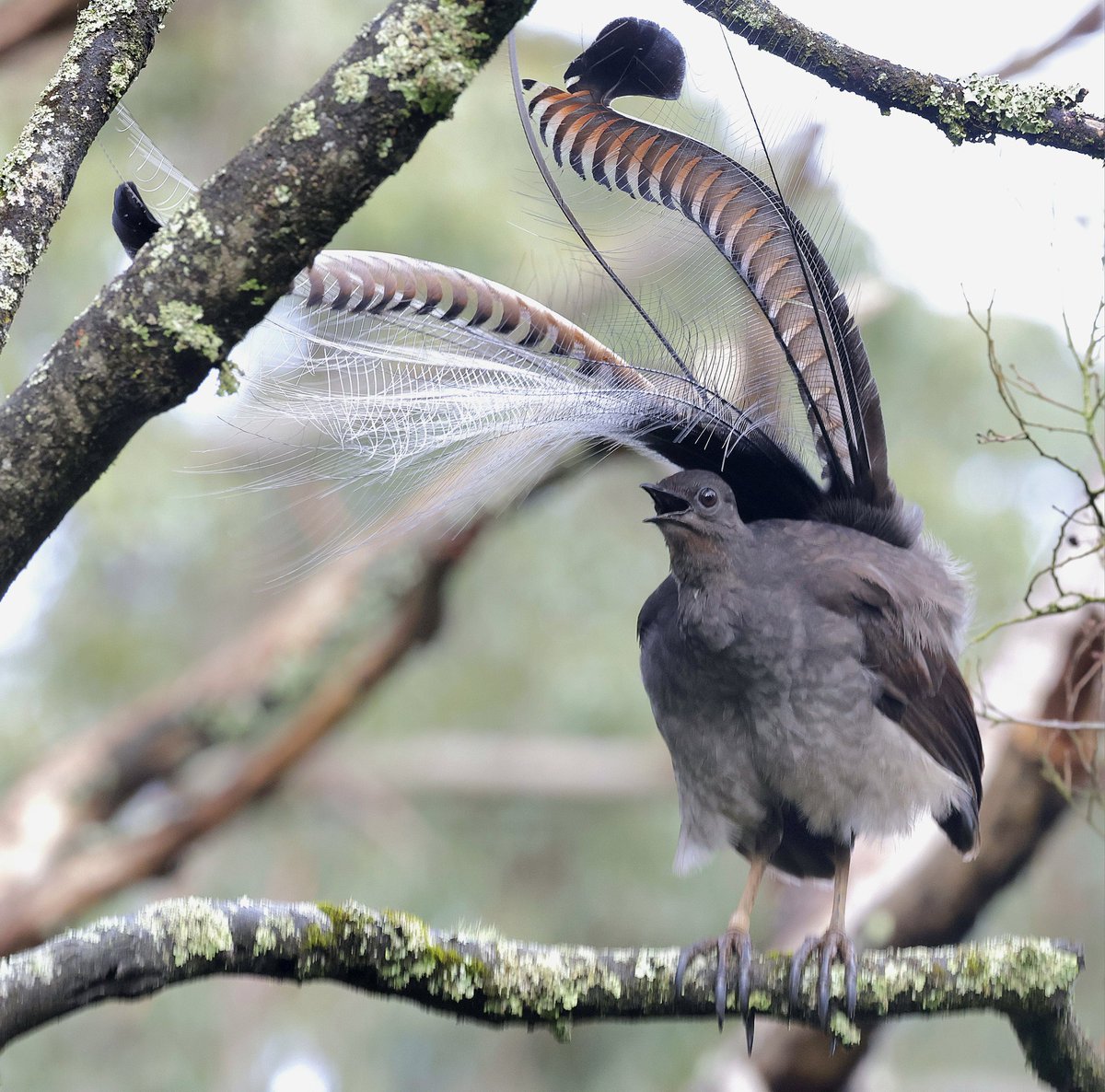 PhilNovis's tweet image. Superb Lyrebird,  Melbourne,  Victoria,  Australia
