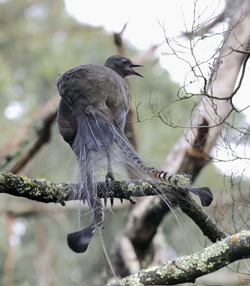 PhilNovis's tweet image. Superb Lyrebird,  Melbourne,  Victoria,  Australia