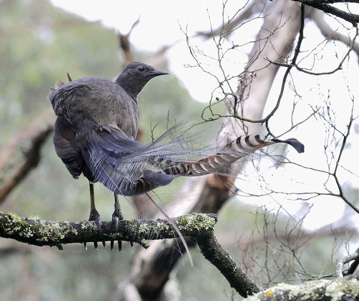 PhilNovis's tweet image. Superb Lyrebird,  Melbourne,  Victoria,  Australia