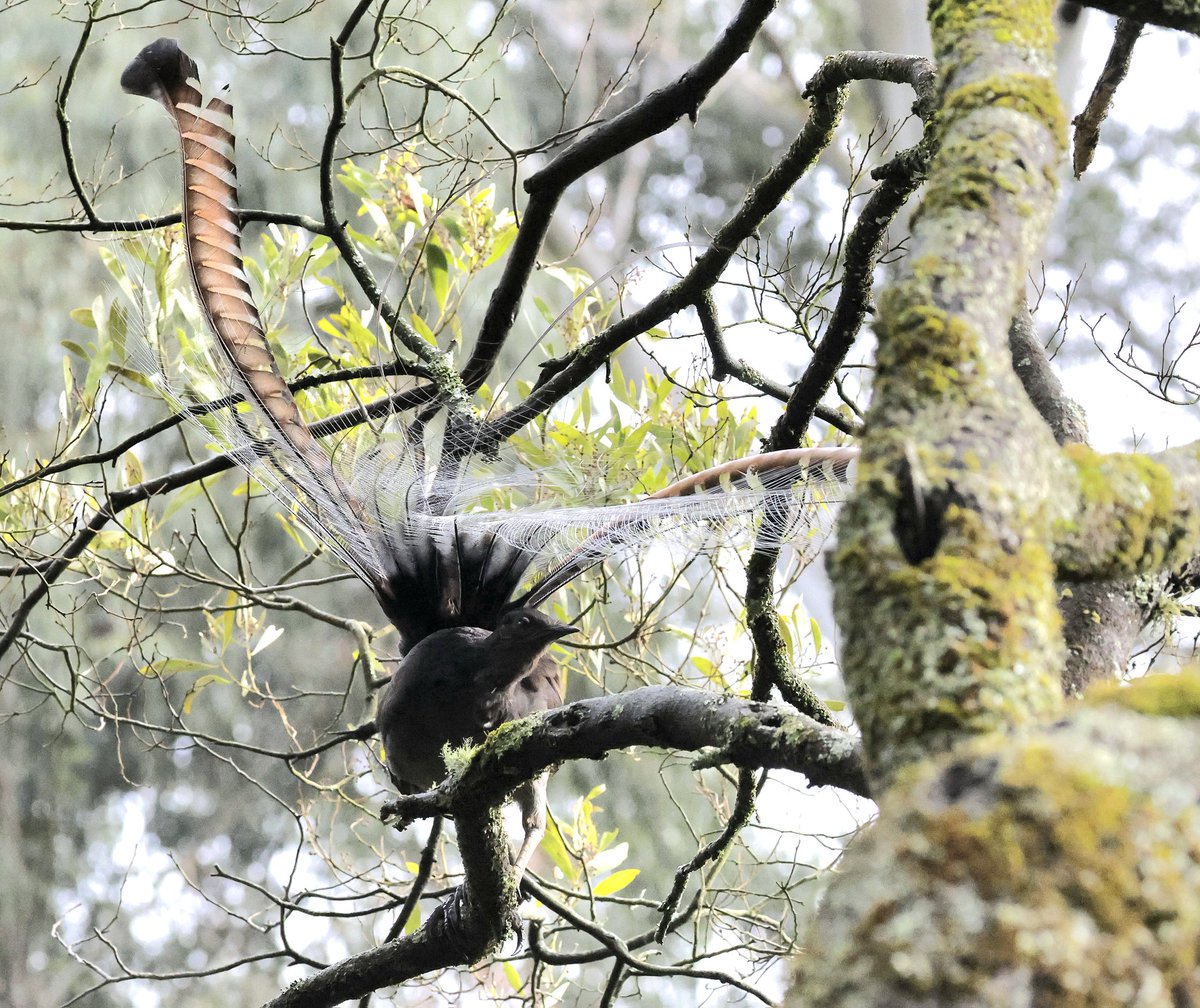 PhilNovis's tweet image. Superb Lyrebird,  Melbourne,  Victoria,  Australia
