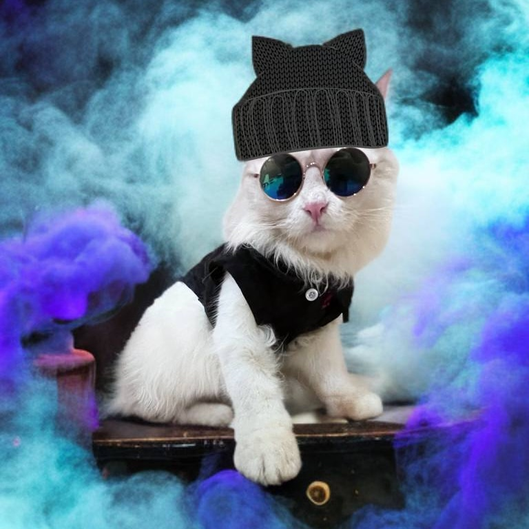 CWIFcats's tweet image. Pawsome shades, dude 😸🧢 $cwif