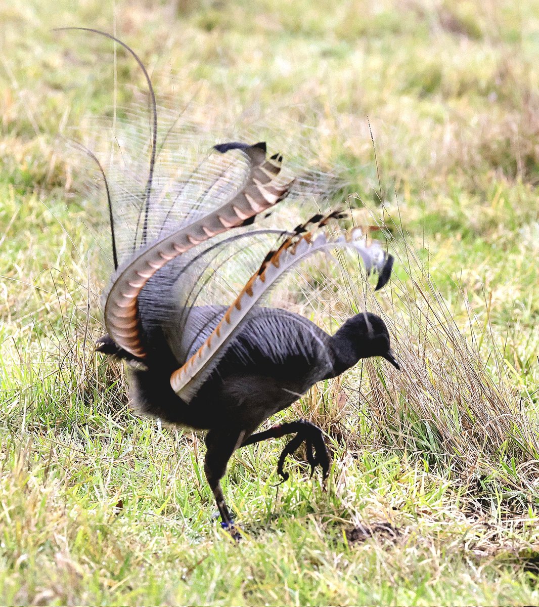 PhilNovis's tweet image. The classic &apos;Lyre&apos; which gives it its name.  Melbourne,  Victoria,  Australia