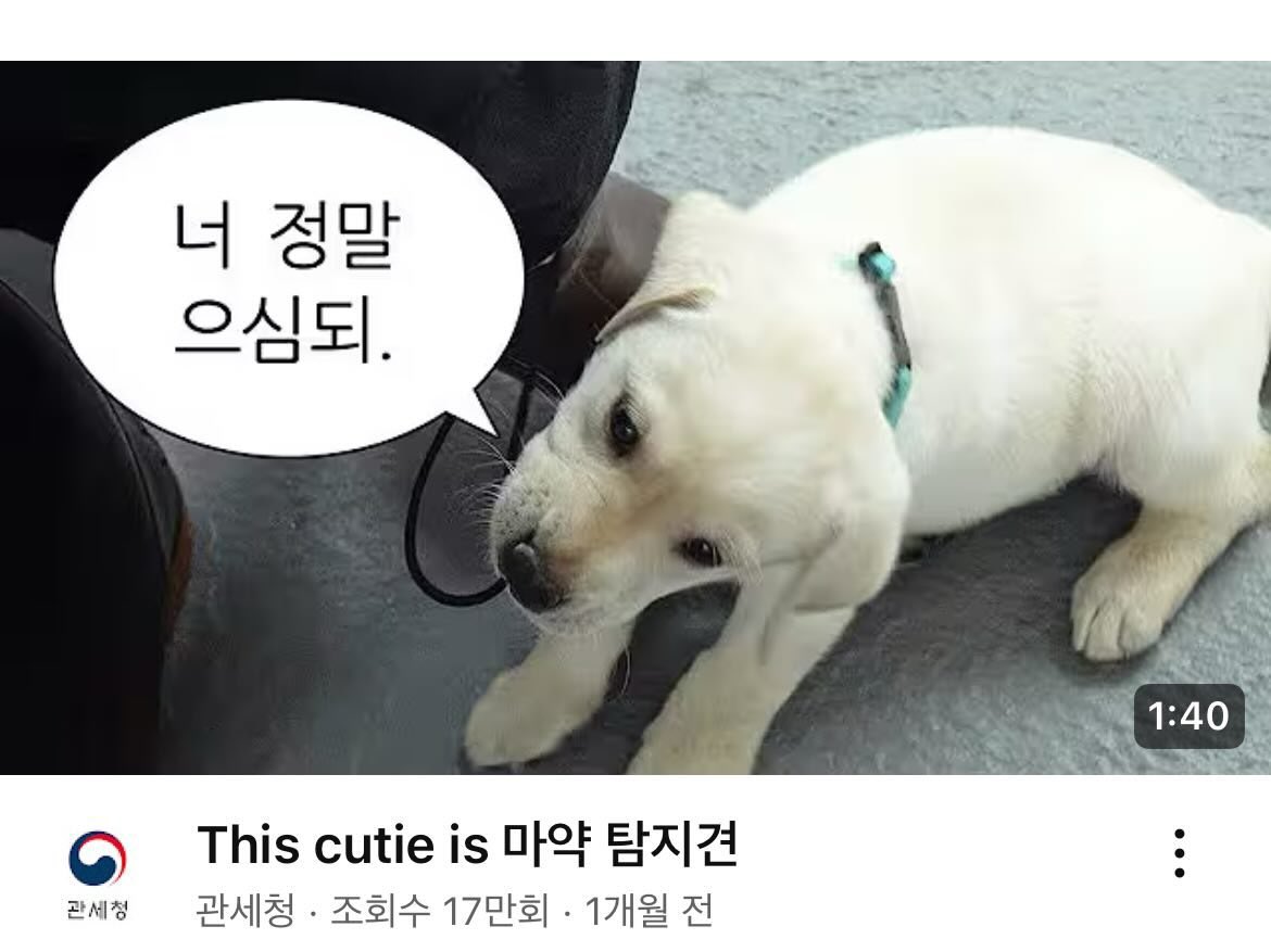 agentblover's tweet image. 재간이 아기곰인지 으심되.