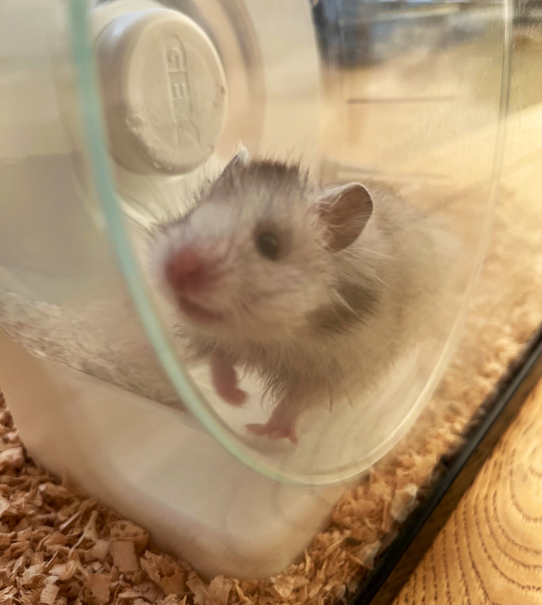 ハムスター狂人卍ちゃん🐹D13🐹みちのくｺﾐﾃｨｱ14 on X: 