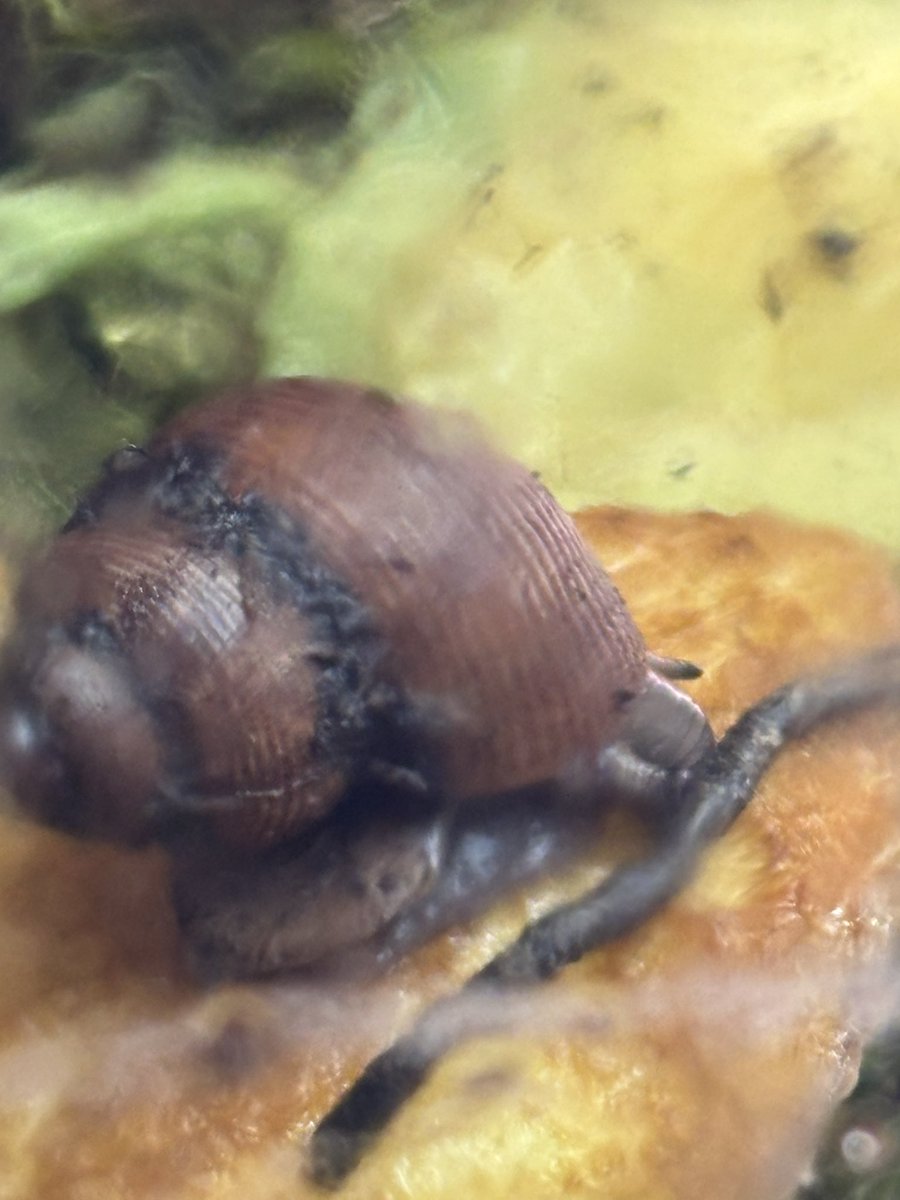 le pomathias qui mange la merde de monsieur bulle…