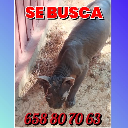 isagato62's tweet image. I
Gato con chip y castrado SE BUSCA desde el lunes pasado!!!! Su dueña está desesperada..
Se le ha visto por última vez por los campos cerca de la protectora APAPA de Ayamonte....
Se ofrece recompensa
658 80 70 63