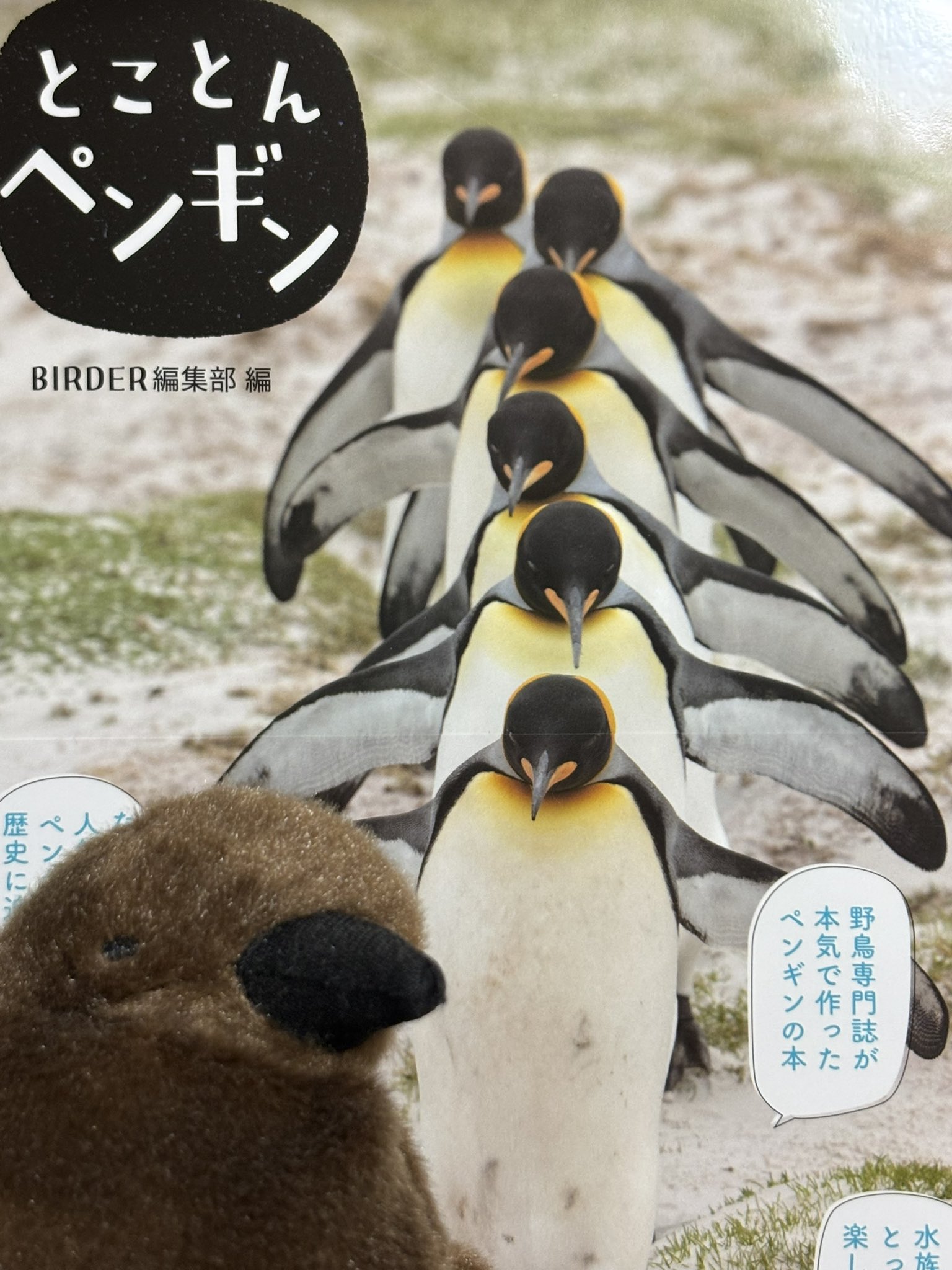 ペンギン♪ページ ジェンツーペンギン：ペンギンライブラリー｜ホシザキ株式会社