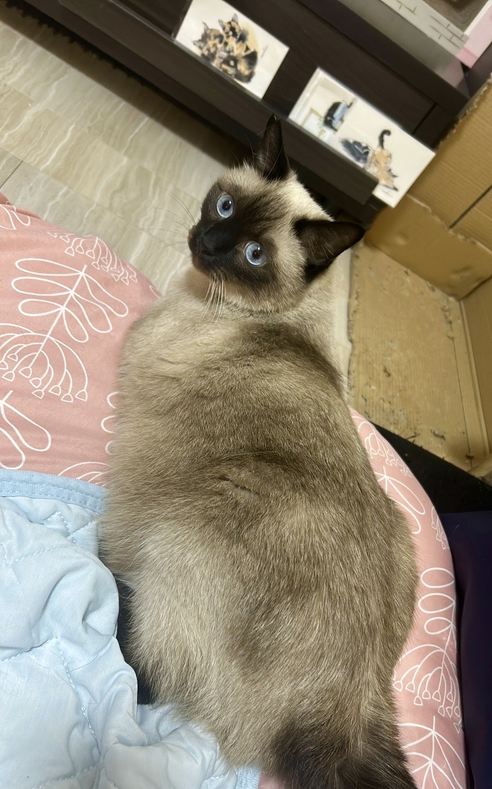 純金猫とネズミと揺れるシャム猫リング 純金猫とネズミと揺れるシャム猫リング - メルカリ