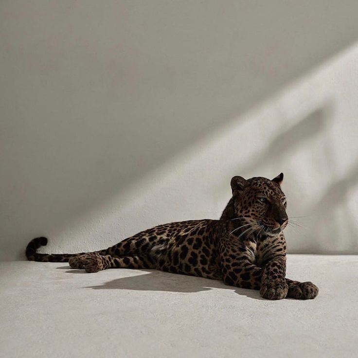 REX (@rexchillect) on Twitter photo 