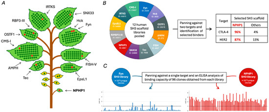 🧬 Just published in Biologics:

Sherpabodies—A Highly Versatile and Modular Scaffold for Biomedical Targeting
🔹 By Anna R. Mäkelä &amp; Kalle Saksela (University of Helsinki)
🔗 mdpi.com/2673-8449/5/2/…
#Sherpabodies #BiologicsJournal #ProteinEngineering #TargetedTherapy #Biotech