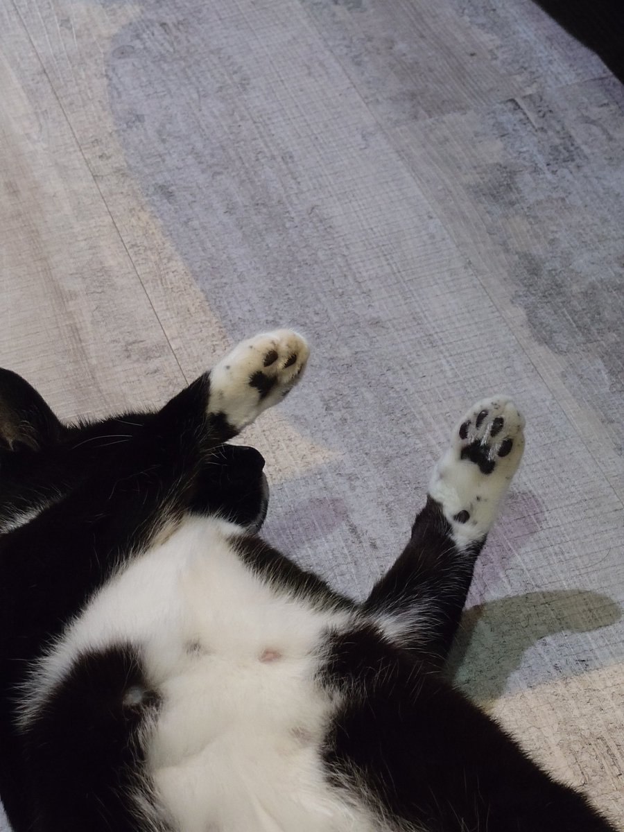 nekosuka513's tweet image. いい手があった